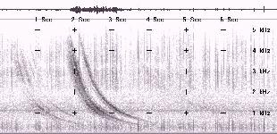 sound graph of VLF whistler